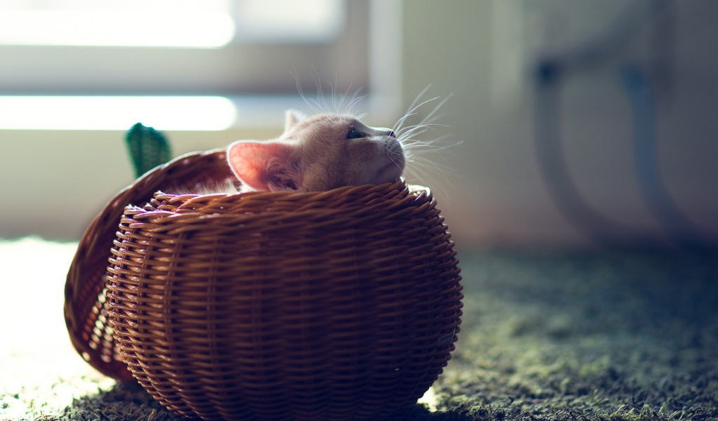 Cute Kitten In Basket wallpaper 1024x600