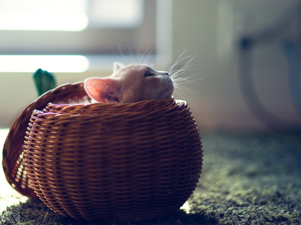 Fondo de pantalla Cute Kitten In Basket 1024x768