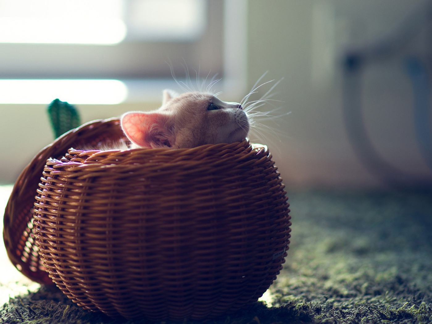 Cute Kitten In Basket wallpaper 1400x1050