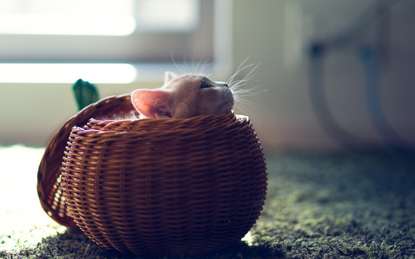 Fondo de pantalla Cute Kitten In Basket 1680x1050
