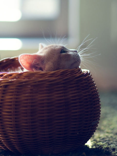 Das Cute Kitten In Basket Wallpaper 480x640