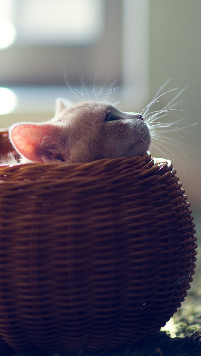 Fondo de pantalla Cute Kitten In Basket 640x1136