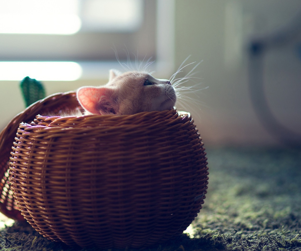 Fondo de pantalla Cute Kitten In Basket 960x800
