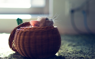 Cute Kitten In Basket - Obrázkek zdarma pro 1152x864