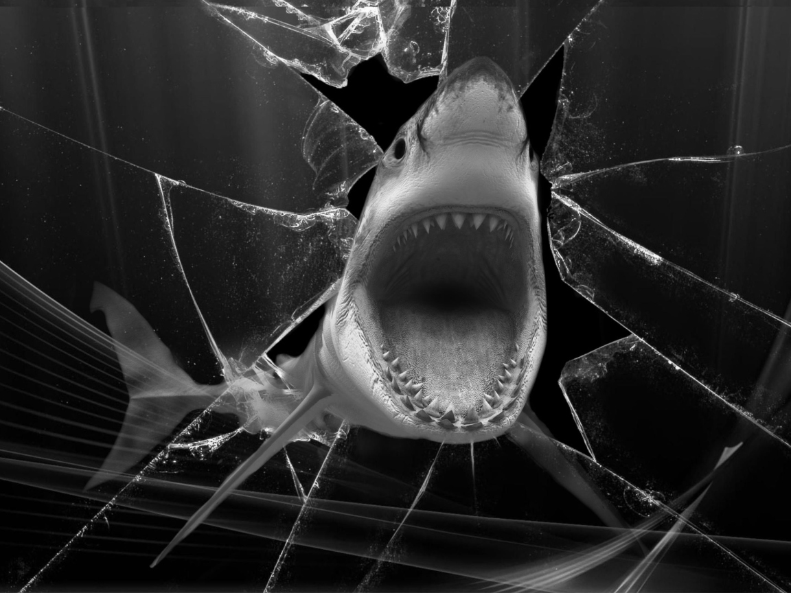 Fondo de pantalla Shark 1152x864