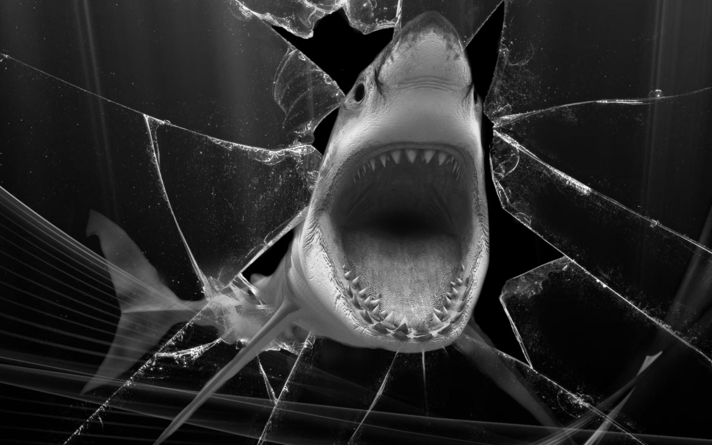 Fondo de pantalla Shark 1440x900