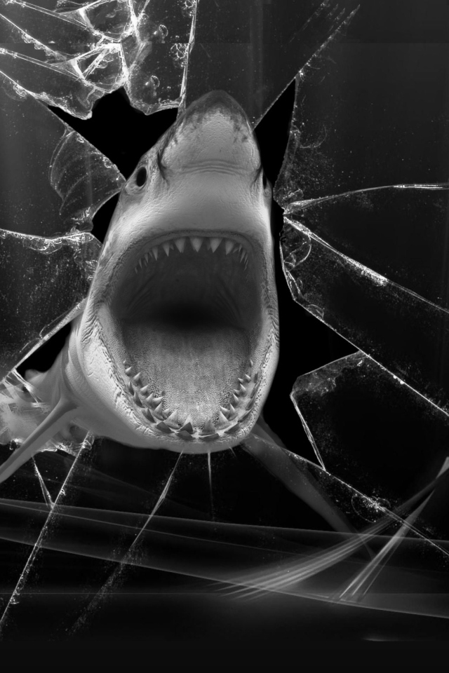 Fondo de pantalla Shark 640x960