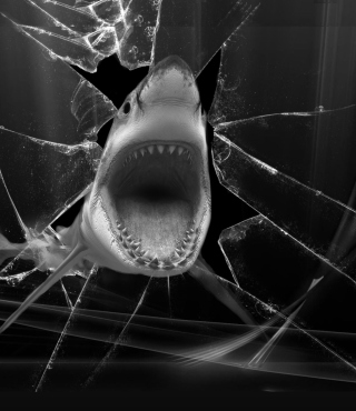Shark - Obrázkek zdarma pro Nokia Asha 306