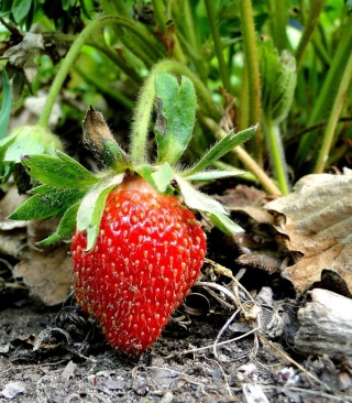 Single Strawberry - Obrázkek zdarma pro 480x640