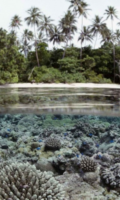 Fondo de pantalla Palms And Underwater Life 240x400