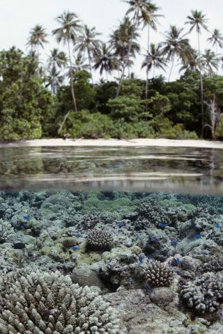 Fondo de pantalla Palms And Underwater Life 320x480