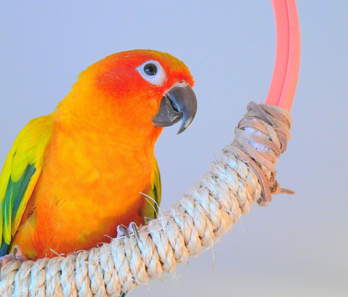 Screenshot №1 pro téma Beautiful Orange Parrots Hd 1200x1024