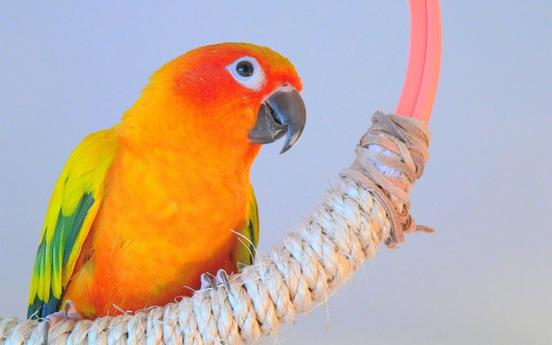 Screenshot №1 pro téma Beautiful Orange Parrots Hd 1920x1200