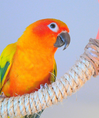 Beautiful Orange Parrots Hd - Obrázkek zdarma pro 480x800