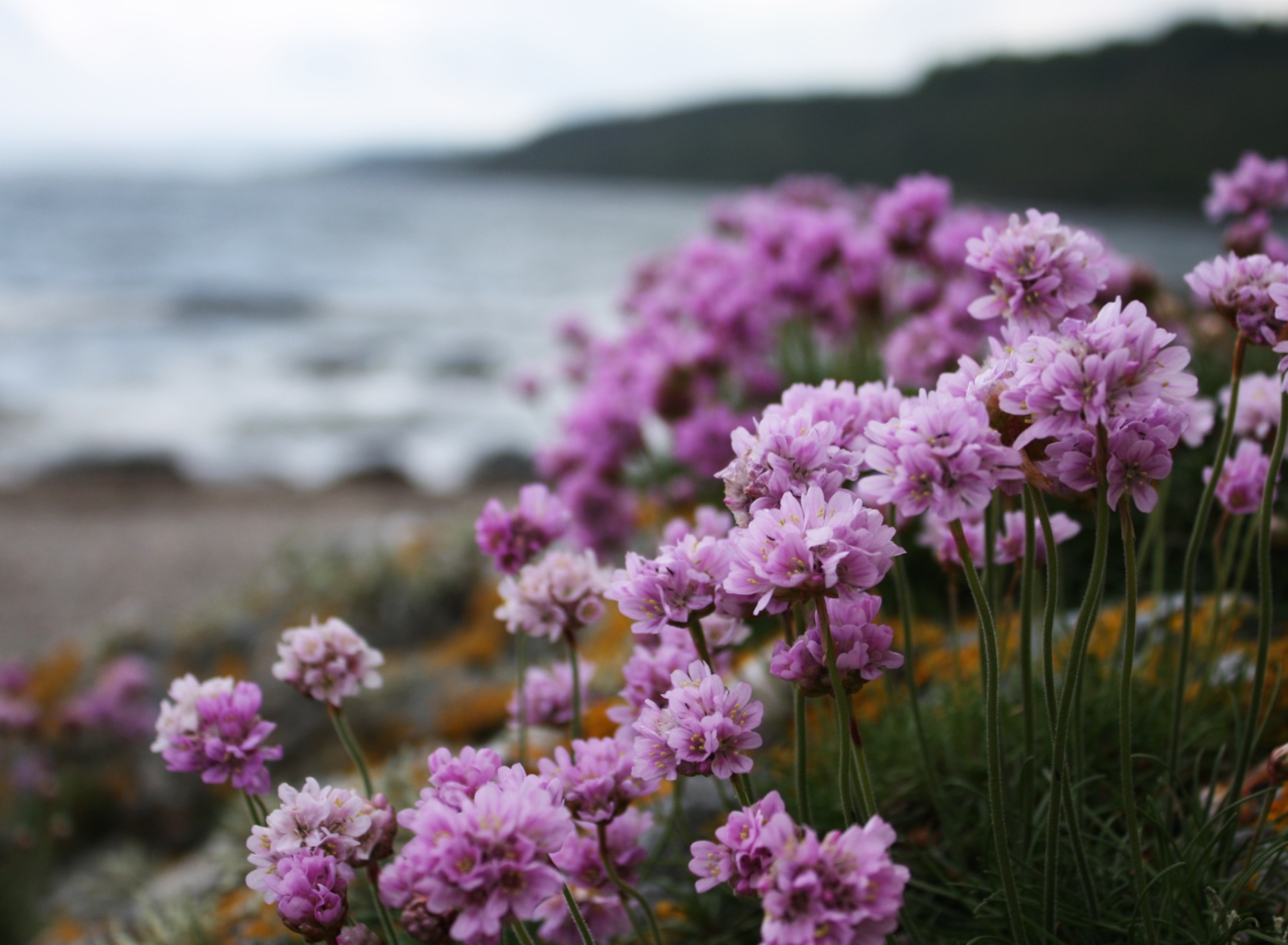 Screenshot №1 pro téma Flowers On Beach 1920x1408