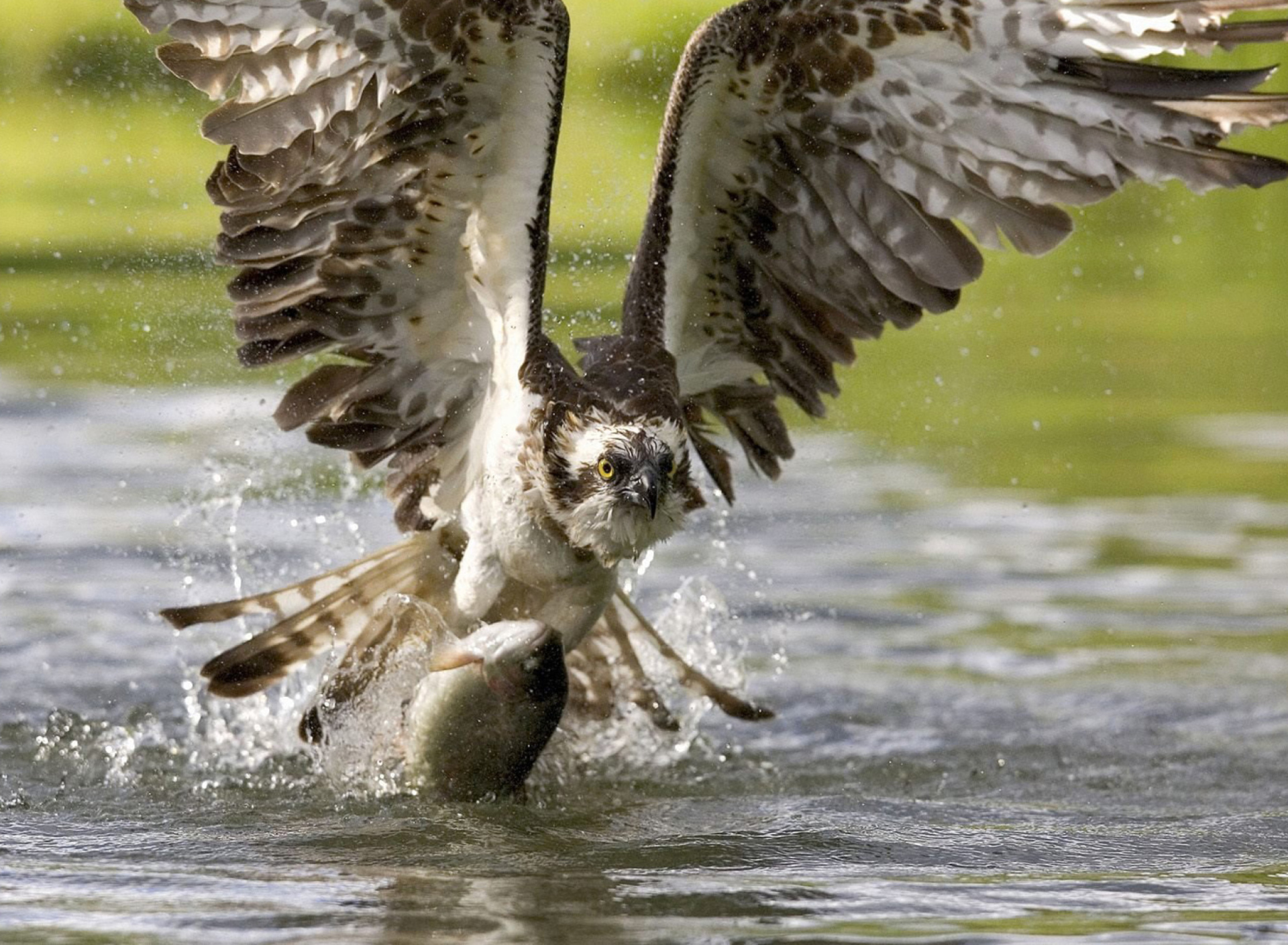 Fondo de pantalla Hawk With Fish 1920x1408