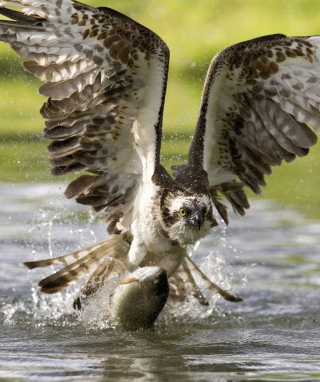 Hawk With Fish - Obrázkek zdarma pro iPhone 6