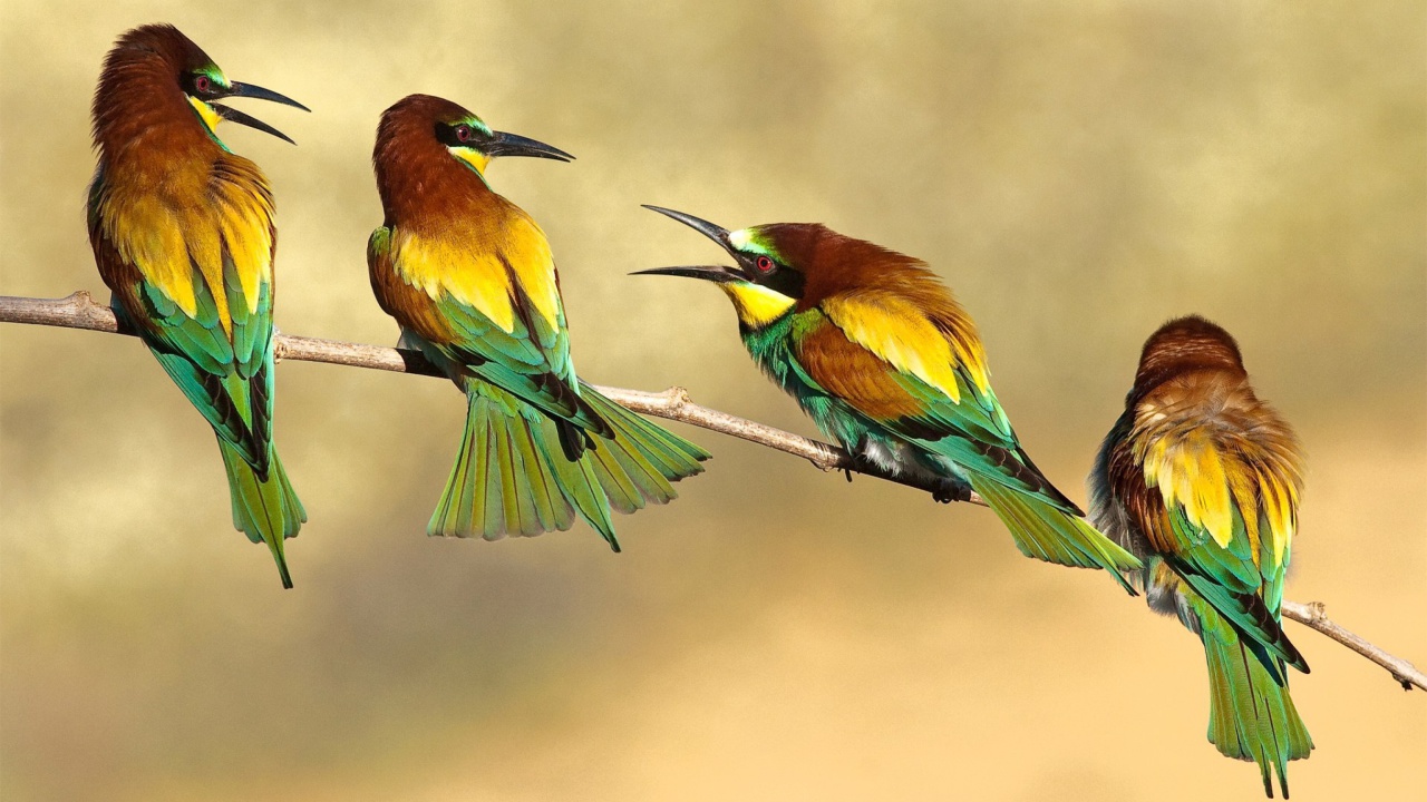 Screenshot №1 pro téma Birds Rainbow bee eater 1280x720