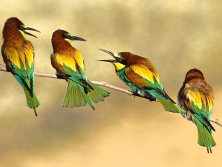 Screenshot №1 pro téma Birds Rainbow bee eater 320x240