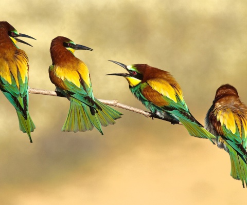 Screenshot №1 pro téma Birds Rainbow bee eater 480x400