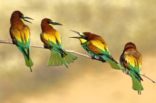 Birds Rainbow bee eater Background for Android, iPhone and iPad