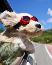 Обои Dog in convertible car on vacation 176x220