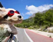 Dog in convertible car on vacation wallpaper 220x176
