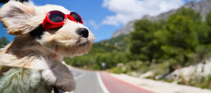 Dog in convertible car on vacation wallpaper 720x320