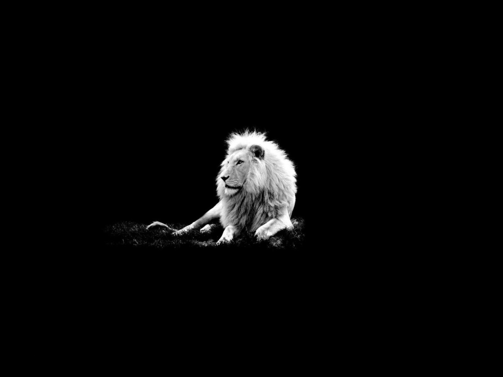 Das Lion Black And White Wallpaper 1024x768