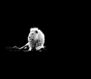Lion Black And White - Obrázkek zdarma pro iPad
