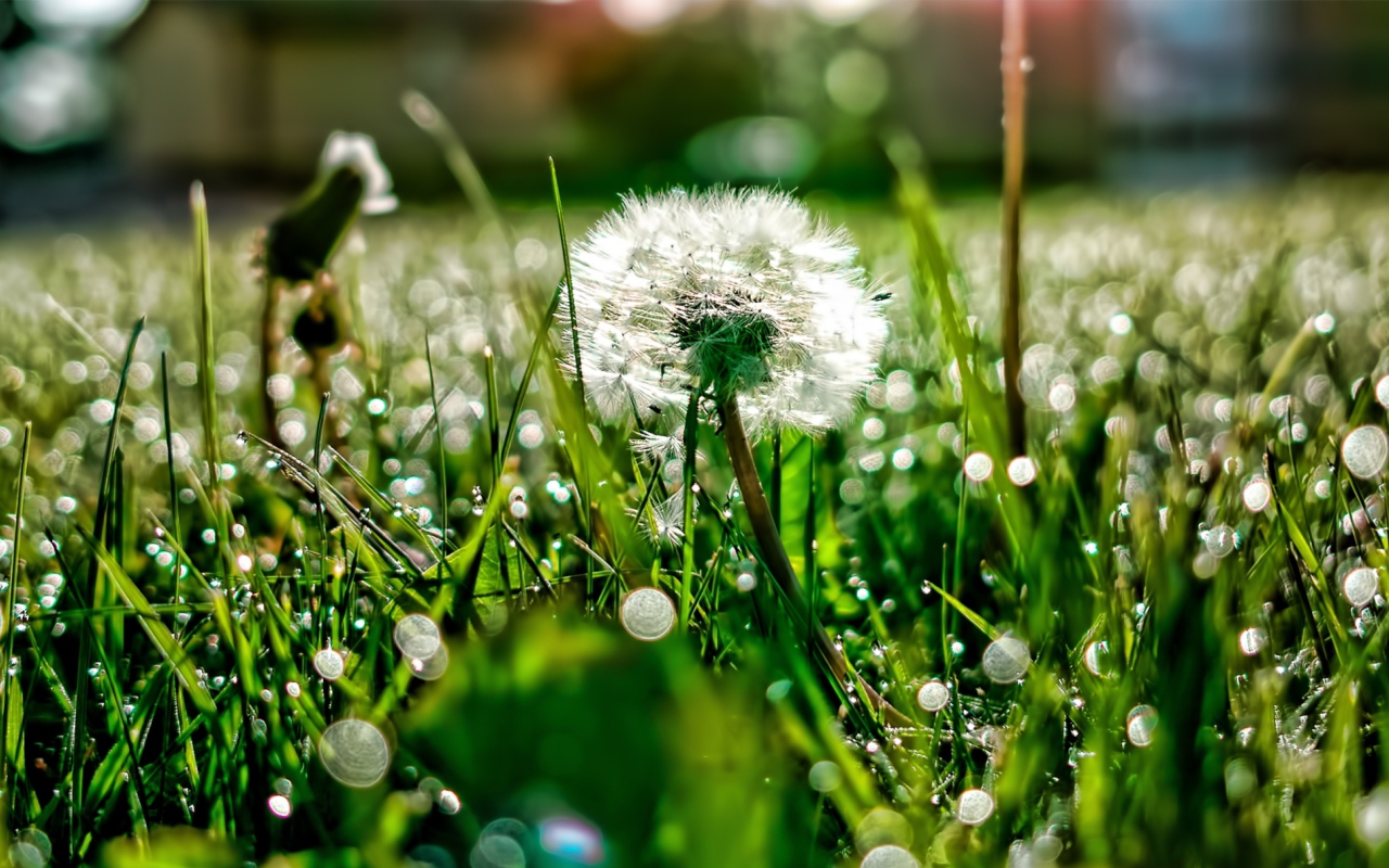 Sfondi Dandelion 1280x800