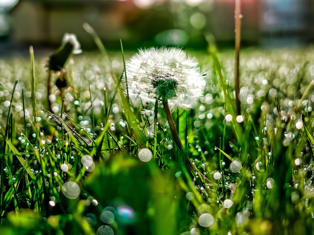 Fondo de pantalla Dandelion 1280x960