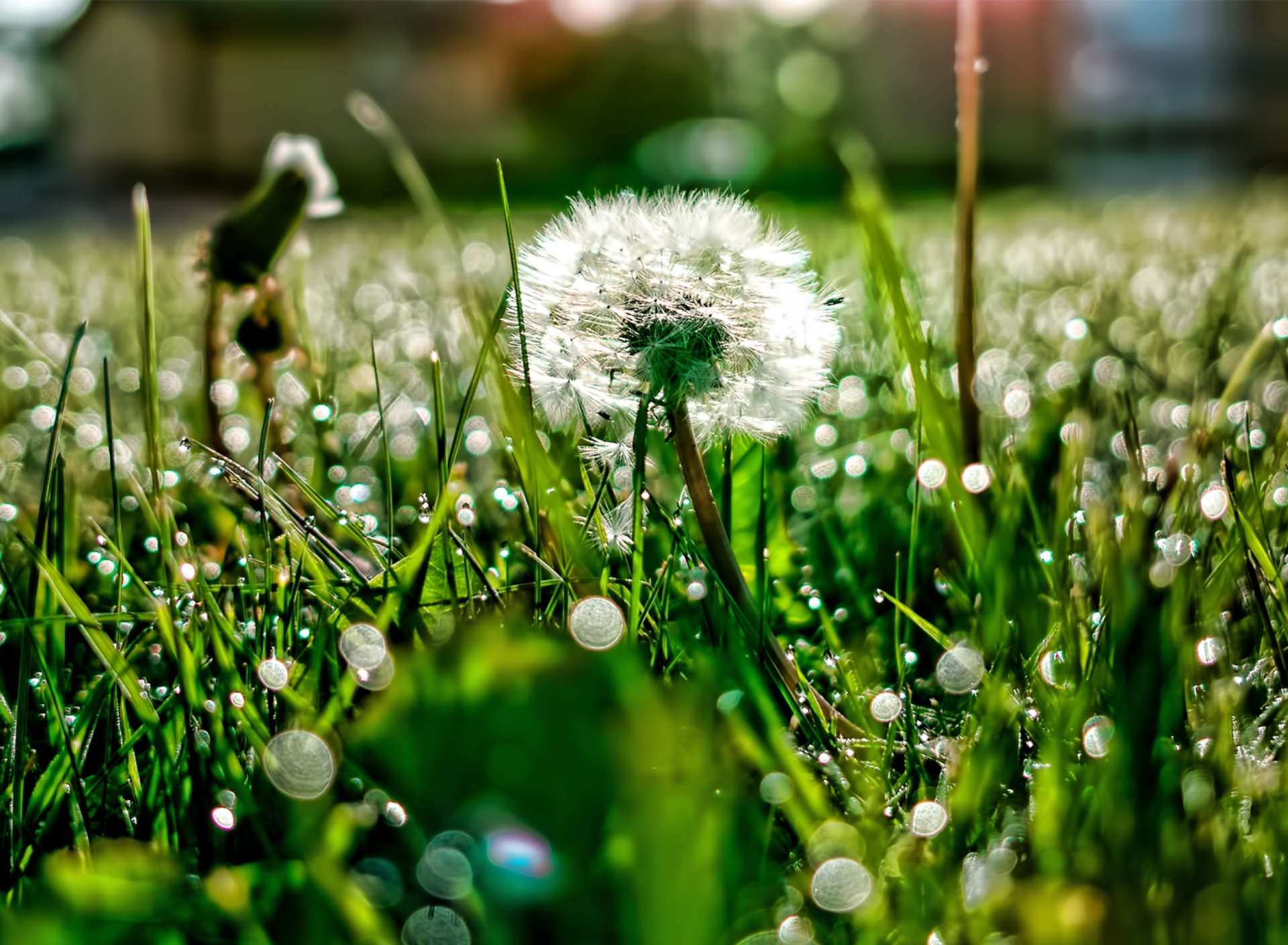 Обои Dandelion 1920x1408