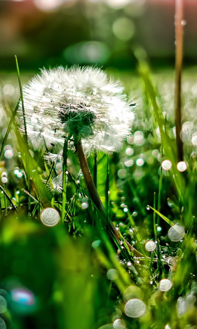 Fondo de pantalla Dandelion 768x1280