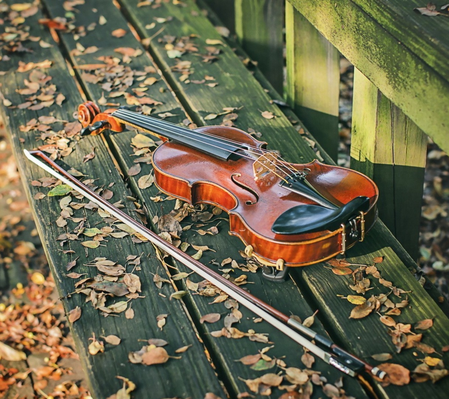 Обои Violin on bench 1440x1280