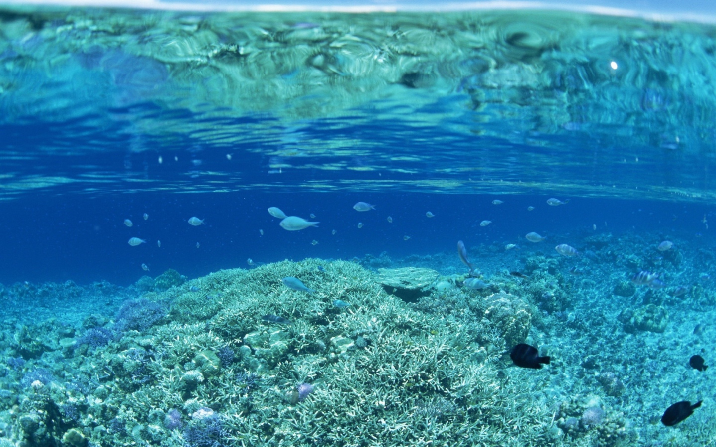 Fondo de pantalla Underwater World 1440x900