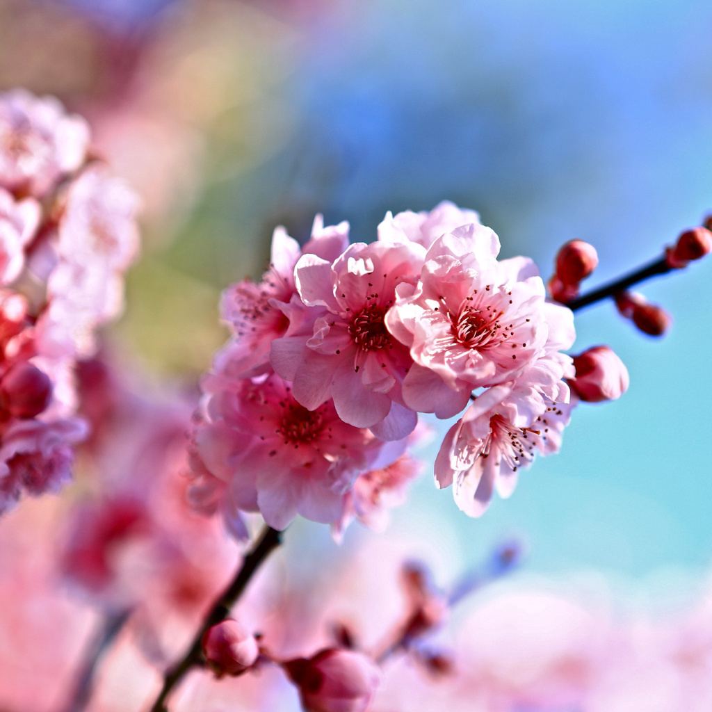 Обои Spring Cherry Blossom Tree 1024x1024