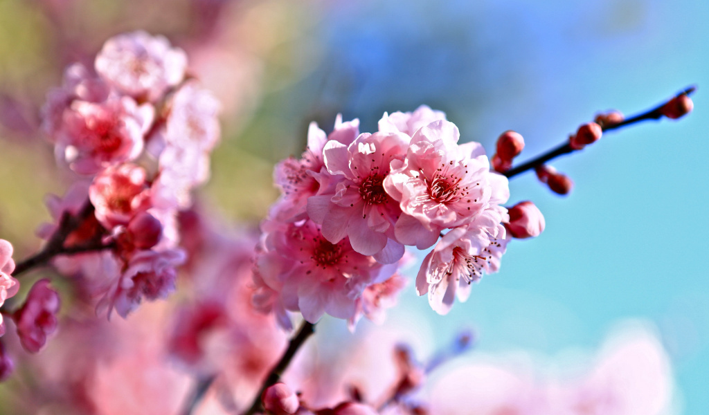 Spring Cherry Blossom Tree wallpaper 1024x600