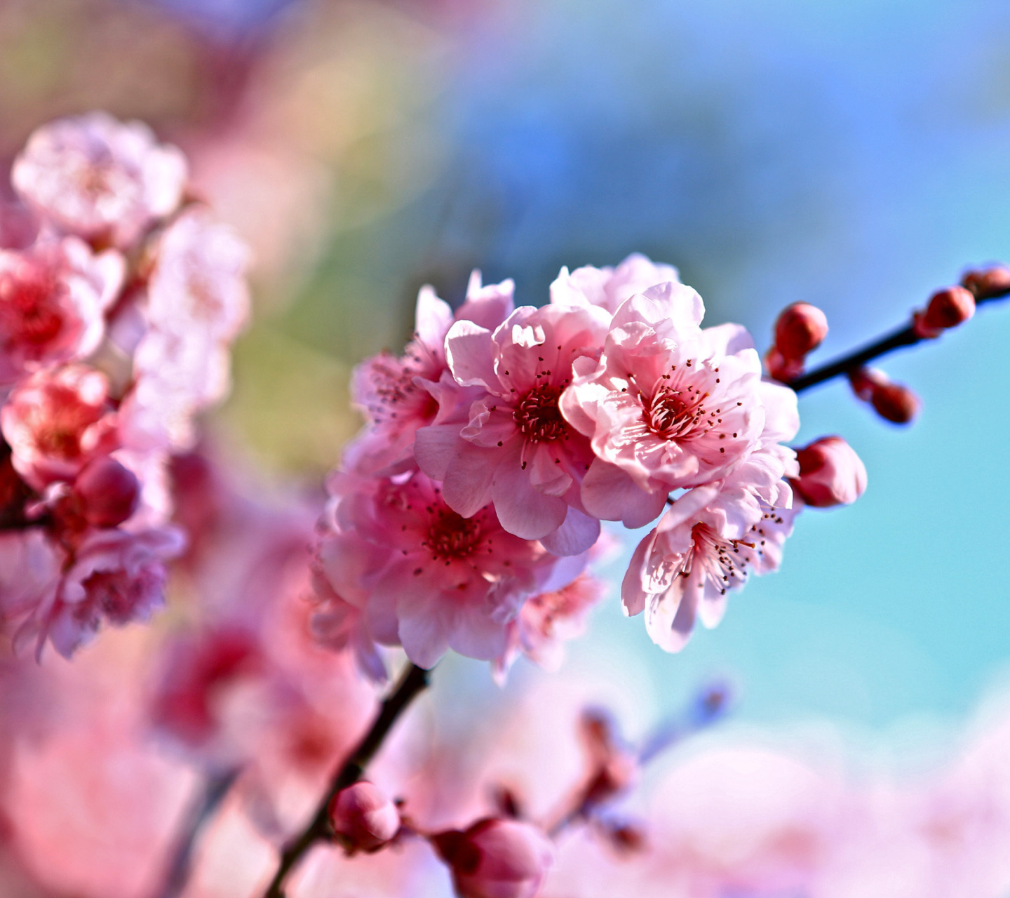 Fondo de pantalla Spring Cherry Blossom Tree 1440x1280