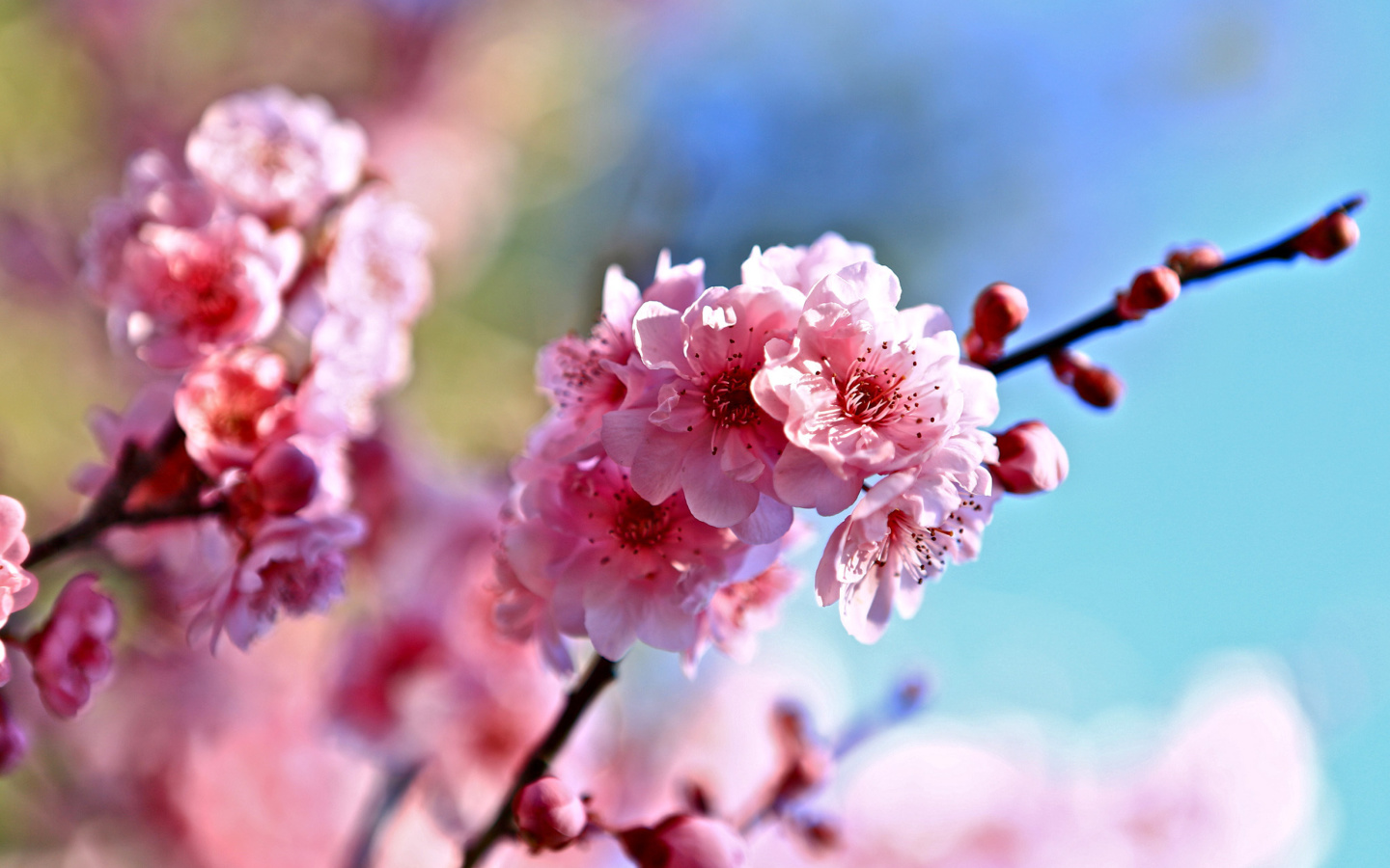 Screenshot №1 pro téma Spring Cherry Blossom Tree 1440x900