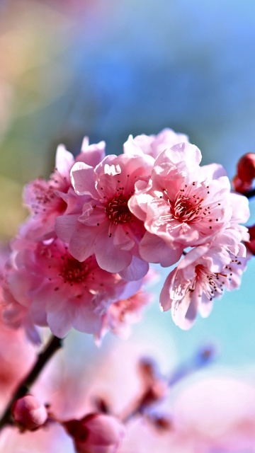 Das Spring Cherry Blossom Tree Wallpaper 360x640