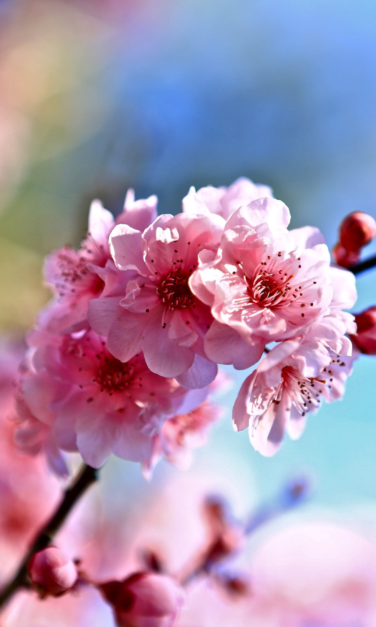 Das Spring Cherry Blossom Tree Wallpaper 768x1280
