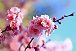 Spring Cherry Blossom Tree Background for Android, iPhone and iPad