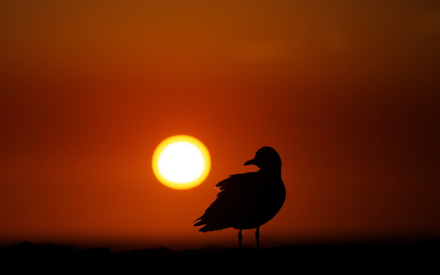 Sun Bird screenshot #1 1440x900