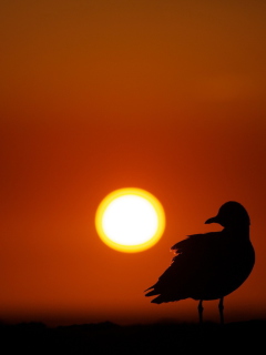 Sun Bird screenshot #1 240x320