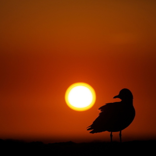 Sun Bird - Obrázkek zdarma pro 128x128