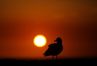 Sun Bird - Obrázkek zdarma pro HTC One X
