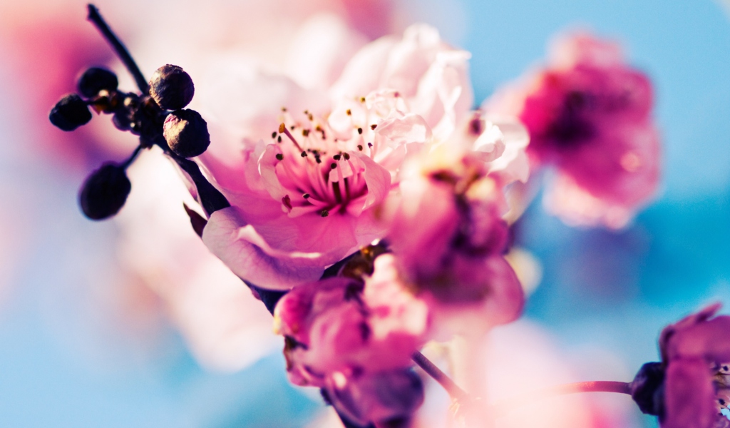 Das Beautiful Cherry Blossom Wallpaper 1024x600