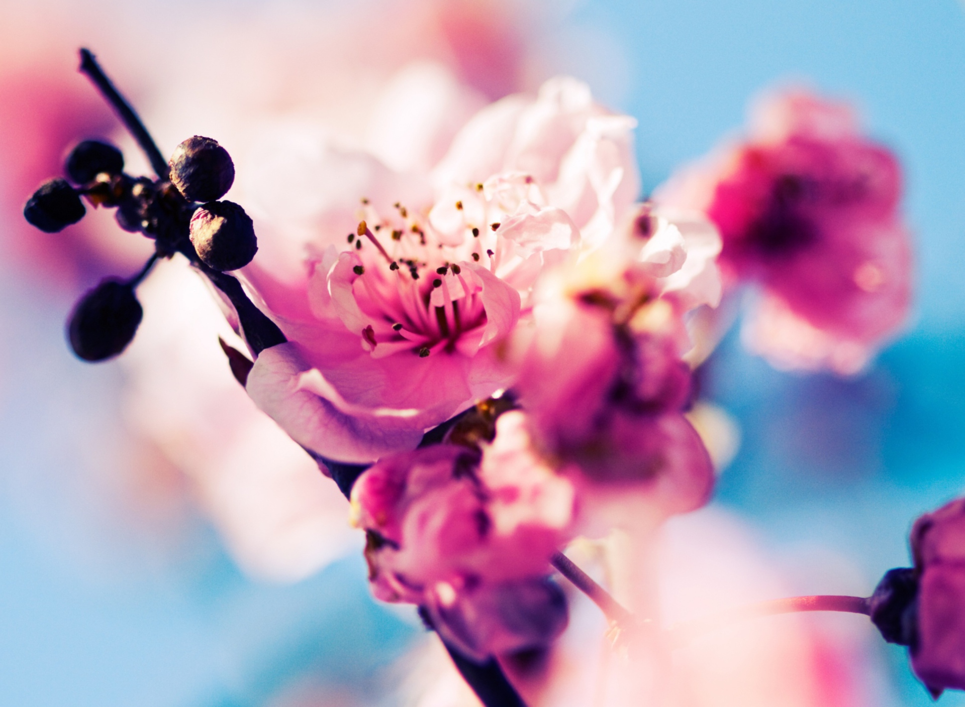 Screenshot №1 pro téma Beautiful Cherry Blossom 1920x1408