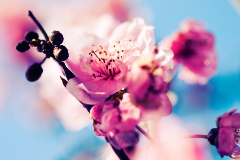 Screenshot №1 pro téma Beautiful Cherry Blossom 480x320